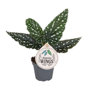 Begonia Maculata ‘Wings Silverspot’ – 6cm Pot