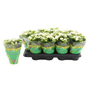 White Kalanchoe Double – 8cm Pot