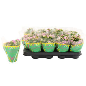 Pink Double Kalanchoe – 8cm Pot