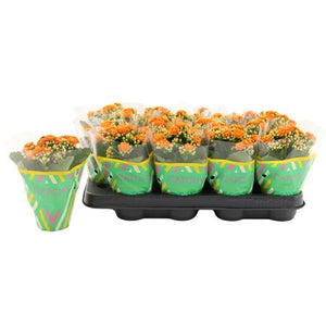 Orange Double Kalanchoe – 8cm Pot