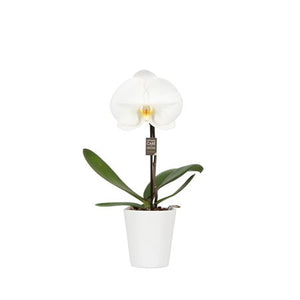 White Phalaenopsis Orchid – 9cm Ceramic Pot