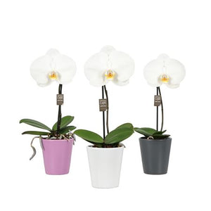 White Phalaenopsis Orchid – 9cm Ceramic Pot