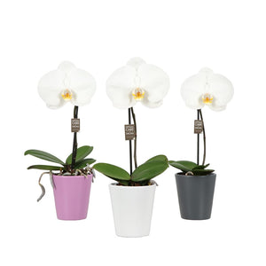 White Phalaenopsis Orchid – 9cm Ceramic Pot
