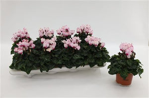 Pale Pink Cyclamen persicum – 10cm Pot