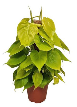 Philodendron ‘Neon’ – 15cm Pot, 45cm High