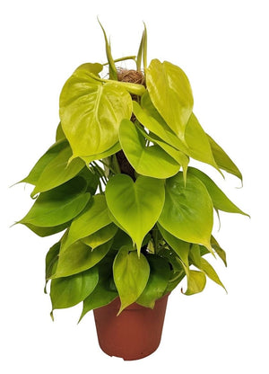 Philodendron ‘Neon’ – 15cm Pot, 45cm High