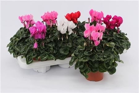 Mixed Cyclamen (Cyclamen persicum) – 10.5cm Pot