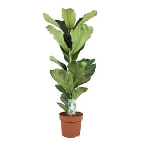 Fiddle Leaf Fig (Ficus lyrata) – 21cm Pot, 110cm High