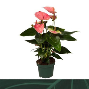 Pink Anthurium ‘Sweet Dream’ – 12cm Pot