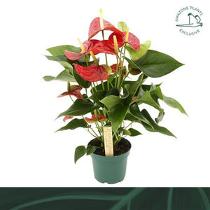 Red Anthurium ‘Vulcano’ – 12cm Pot