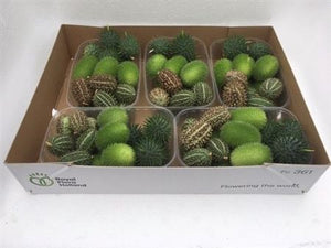 Ornamental Green Cucumis Fruit Display