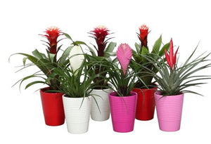 Mixed Bromeliad Houseplant – 11cm Pot, 35cm High