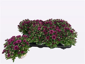 Purple Chrysanthemum (Chrysanthemum indicum) – 12cm Pot