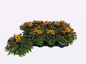 Bicolour Red and Orange Chrysanthemum – 12cm Pot