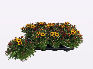 Bicolour Red and Orange Chrysanthemum – 12cm Pot