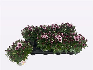 Pink Bicolour Chrysanthemum – 12cm Pot