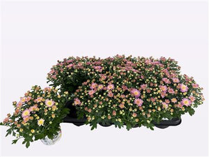Pink Chrysanthemum (Chrysanthemum indicum) – 12cm Pot