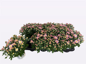 Pink Chrysanthemum (Chrysanthemum indicum) – 12cm Pot