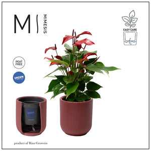 Red Anthurium ‘Atlanta’ – 12cm Pot