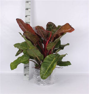 Philodendron Green Houseplant – 24cm Pot, 95cm High