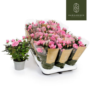 Pink Esmeralda Rose Plant – 10.5cm Pot
