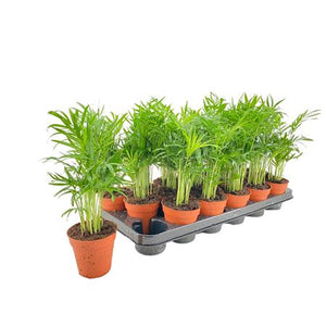 Parlour Palm (Chamaedorea elegans) – 9cm Pot