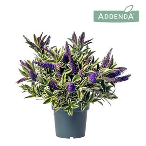 Hebe 'Wild Blue' – 15cm Pot, 30cm High
