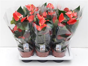 Red Anthurium 'Adios Carino' – 17cm Pot