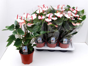 Anthurium Elegance – 17cm Pot, Approx. 60cm High