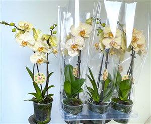 Phalaenopsis Orchid ‘Jive’ – 2 Stem, 12cm Pot
