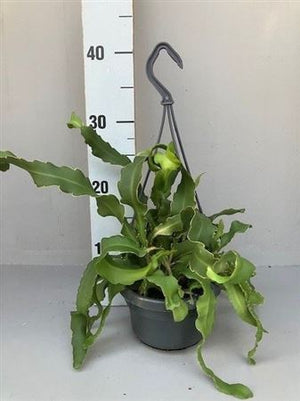 Guatemalan Orchid Cactus (Epiphyllum guatemalense) – 14cm Pot
