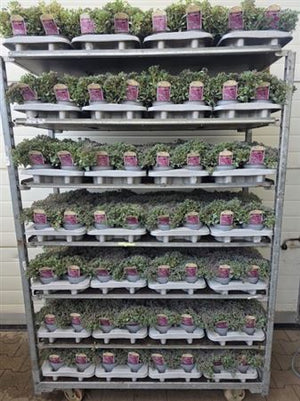 Sedum cauticola ‘Lidakense’ – 13cm Pot