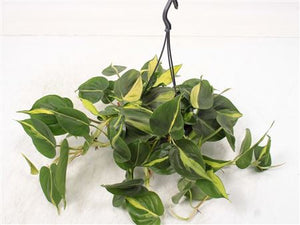 Philodendron Scandens Brasil – 14cm Pot