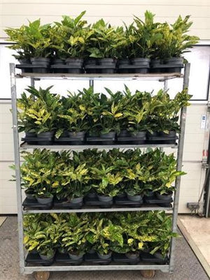 Aucuba Japonica Japanese Laurel – 14cm Pot