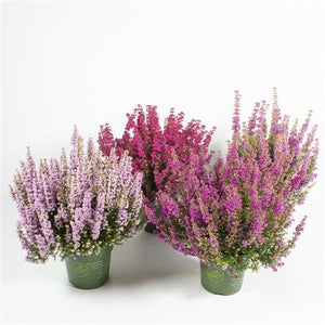 Erica gracilis ‘Beauty Queen’ – 12cm Pot