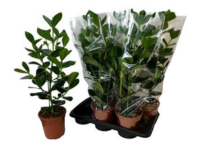 Clusia ‘Princess’ – 17cm Pot, Approx. 80cm Tall