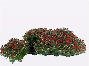 Paradiso Brown Chrysanthemum – 12cm Pot