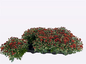 Paradiso Brown Chrysanthemum – 12cm Pot