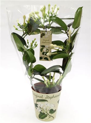 Stephanotis Floribunda White Flowering Houseplant – 12cm Pot