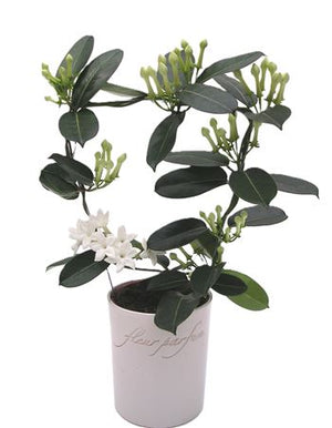 Stephanotis (Madagascar Jasmine) – 12cm Pot