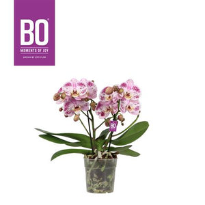 Pink Phalaenopsis Orchid – 2 Stem, 12cm Pot