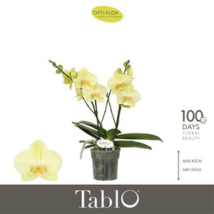 Yellow Phalaenopsis Orchid – 12cm Pot, 40cm Tall