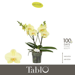 Yellow Phalaenopsis Orchid – 12cm Pot, 40cm Tall