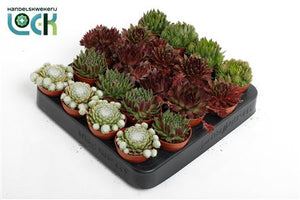 Mixed Sempervivum Houseleek – 5.5cm Pot
