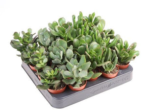 Mixed Crassula Succulent – 5.5cm Pot