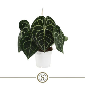 Anthurium Clarinervium – 14cm Pot, Approx. 40cm