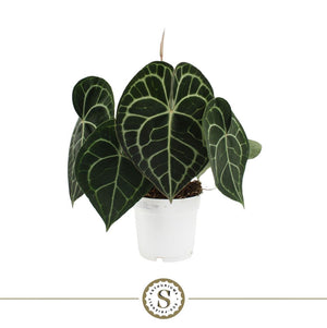Anthurium Clarinervium – 14cm Pot, Approx. 40cm