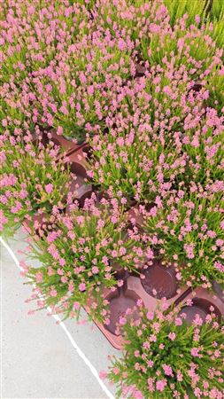 Pink Summer-Flowering Heather (Erica spiculifolia) – 12cm Pot