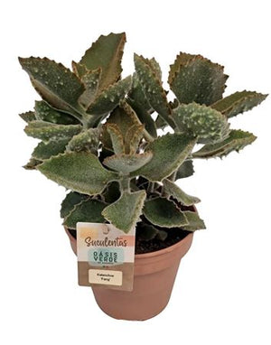 Kalanchoe beharensis ‘Fang’ – 14cm Pot
