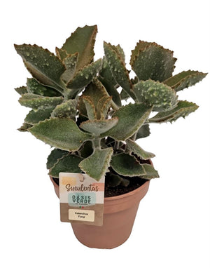Kalanchoe beharensis ‘Fang’ – 14cm Pot